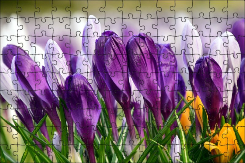 Крокус весенний