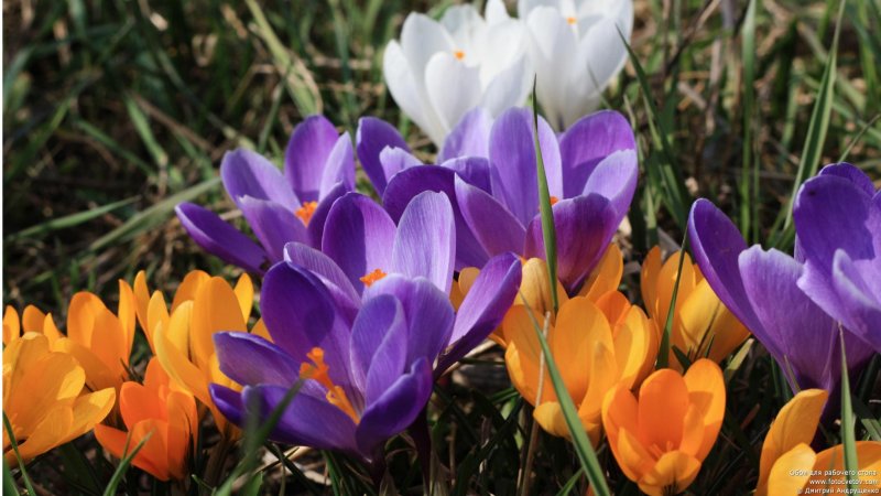 Желтые первоцветы крокусы