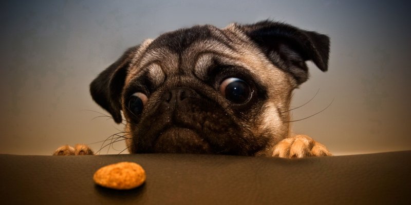 Картина по номерам Мопс