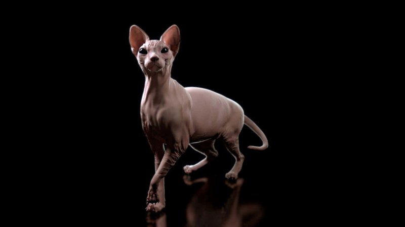 Петерболд кошка