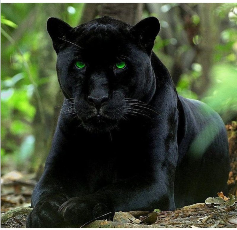 Ягуар и пантера