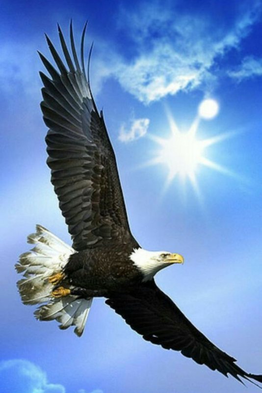 "Белоголовый Орлан"