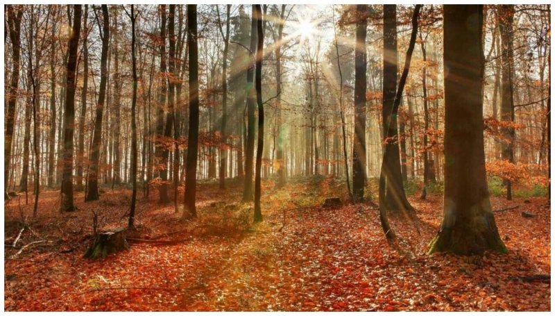 Осенний лес деревья