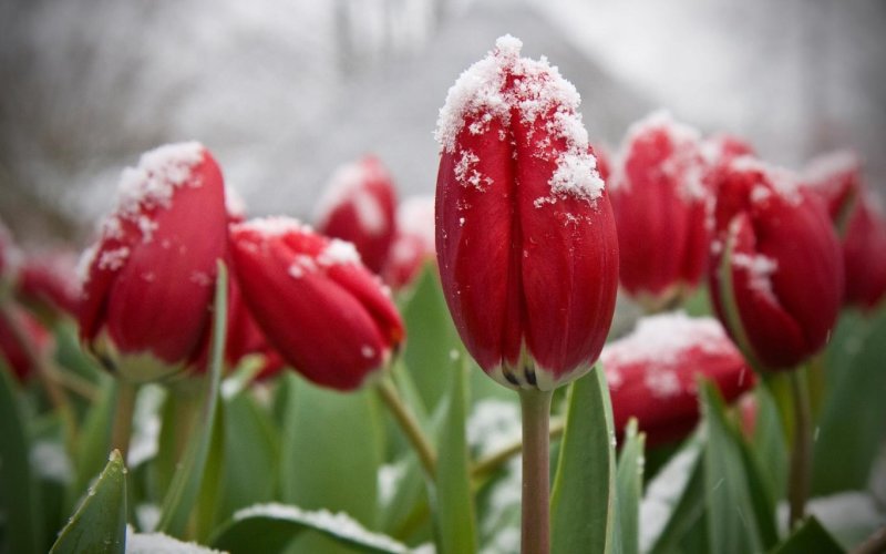 Цветок тюльпана в снегу