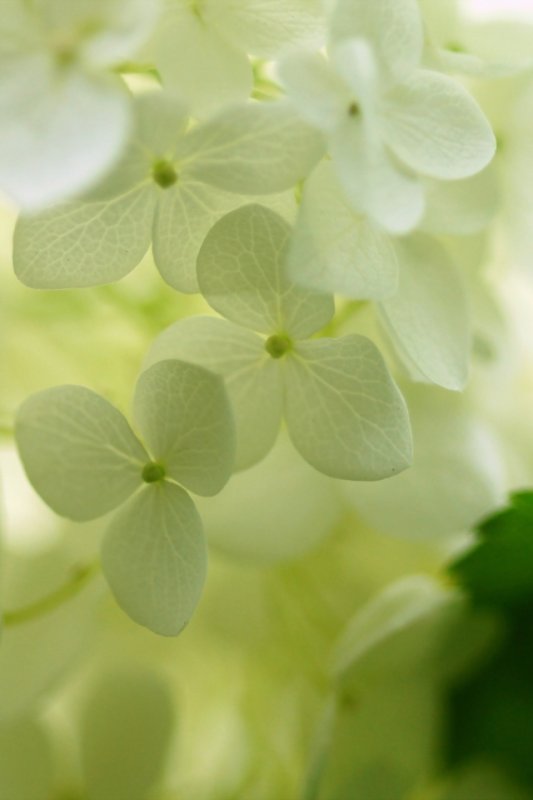 Цветы светлые