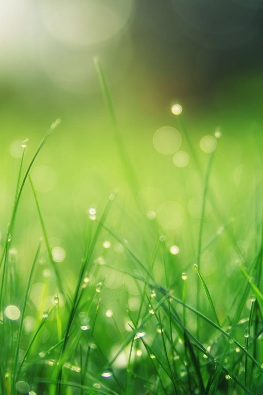 Природа трава