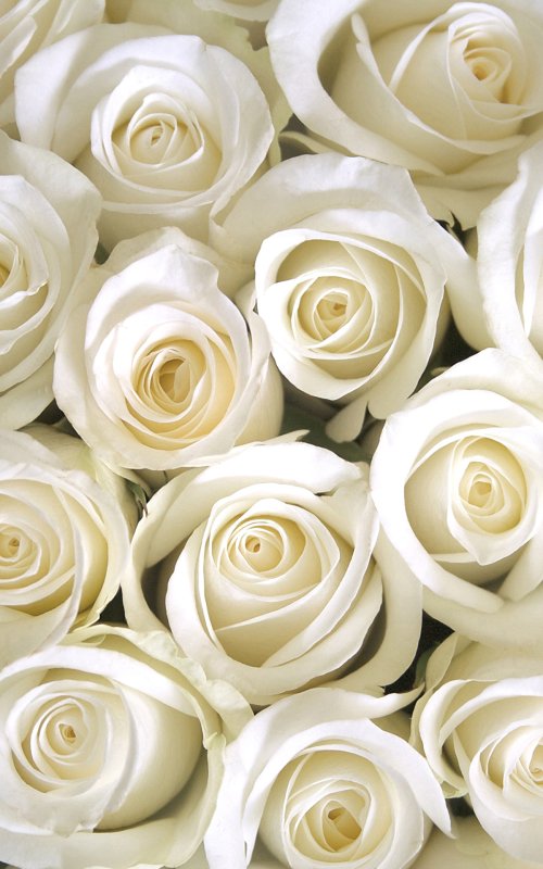 Белые цветы