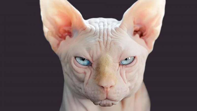 Донской сфинкс