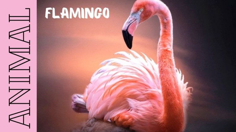 Фламинго лапки