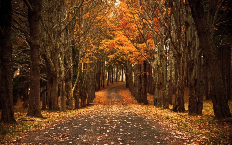 Осенний лес