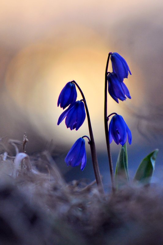 Первоцветы пролески