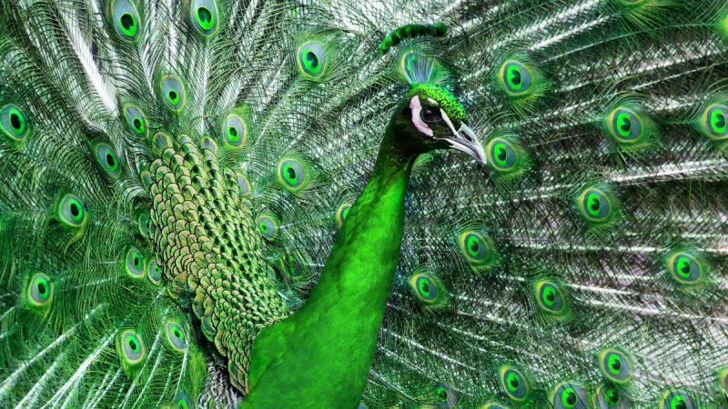 Яванский Павлин Индокитайский