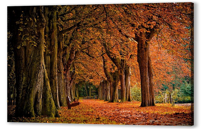 Осенний лес