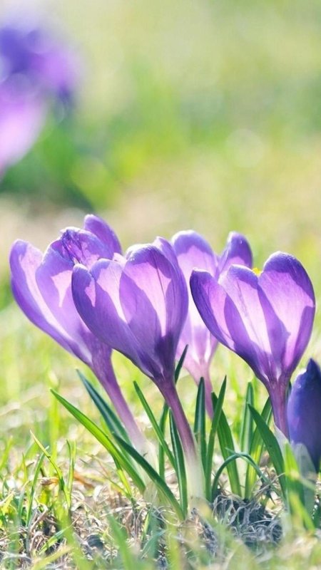 Первоцветы крокусы