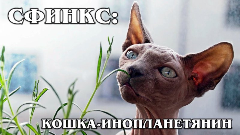 Петерболд Ориентал