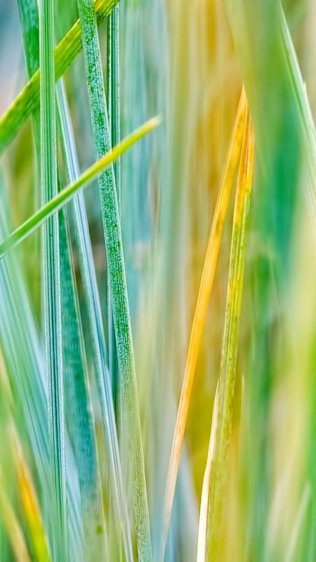 Фон растения