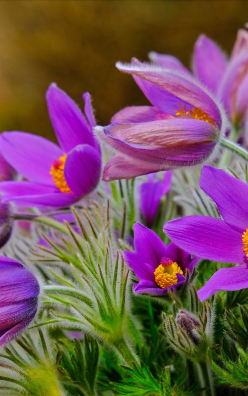 Первоцвет с фиолетовыми цветами