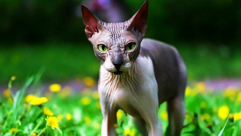 Сиамский Петерболд