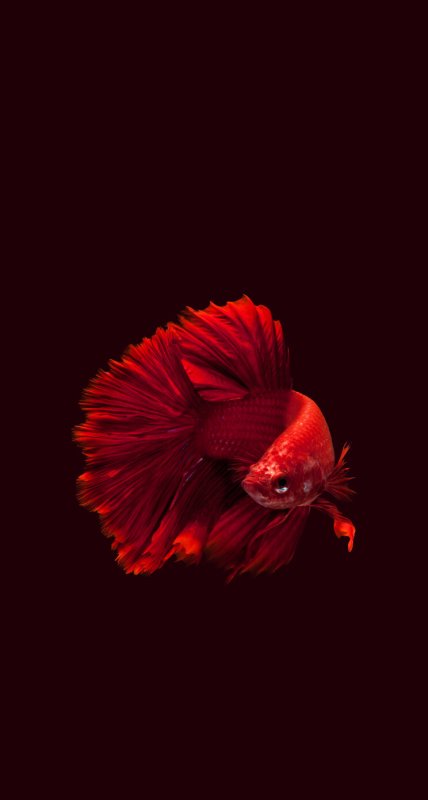 Рыбки на черном фоне