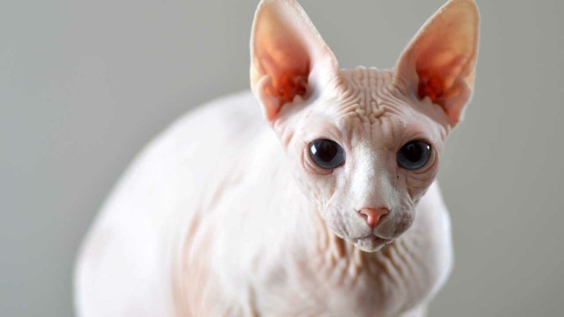 Сфинкс (порода кошек)