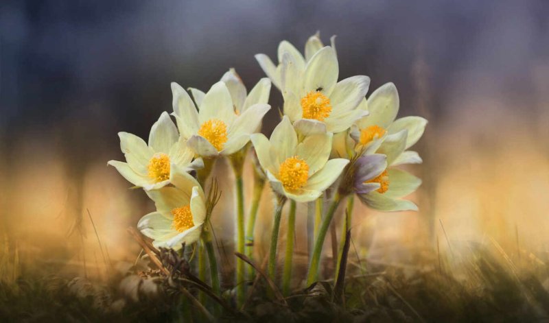 Крокус ветреница, Подснежник,Медуница