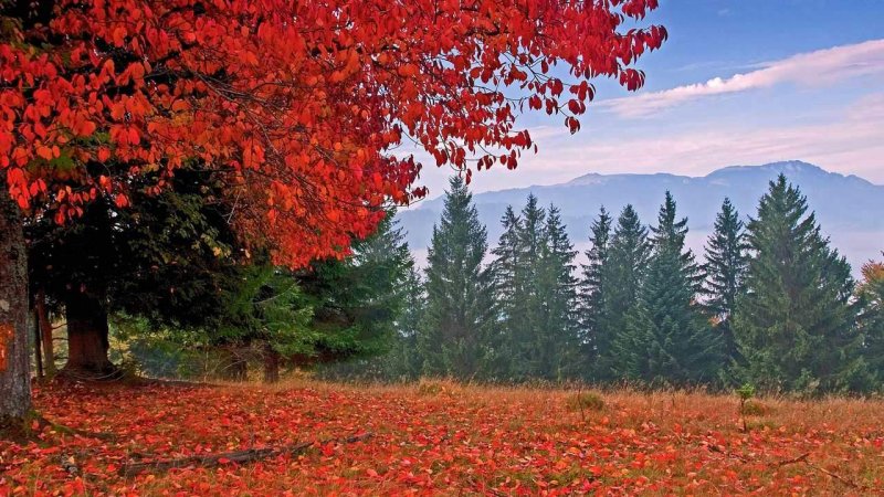 Осенний лес