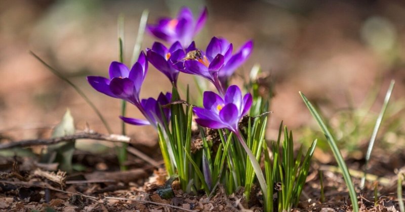 Первоцветы (подснежники, крокусы, гиацинты).