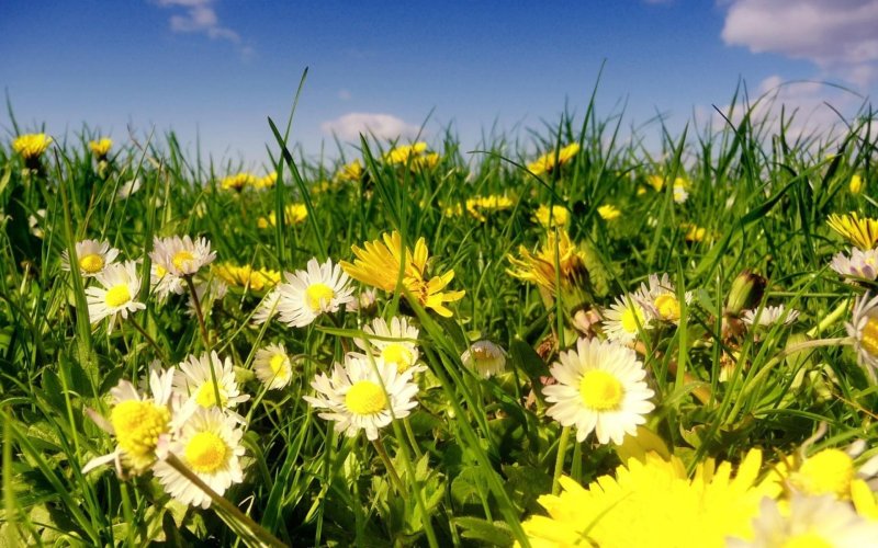 Поле одуванчиков с ромашками