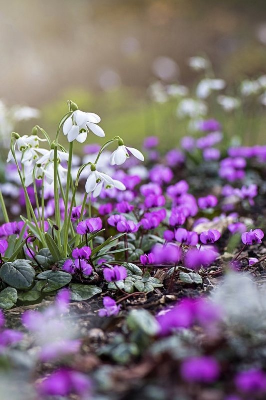 Первые весенние цветы