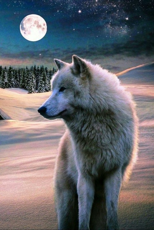 Обои на телефон волки красивые