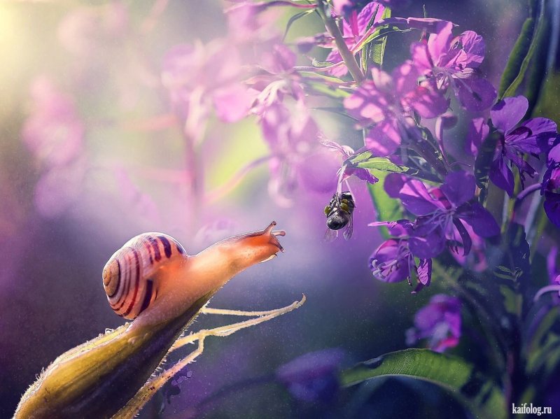 Улитка Макросъемка