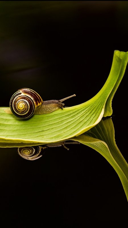 Зелёная улитка
