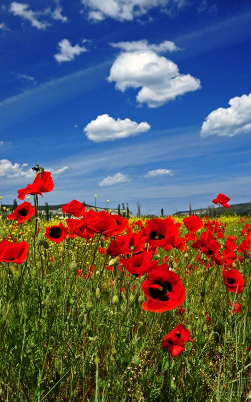 Картинки на телефон на заставку