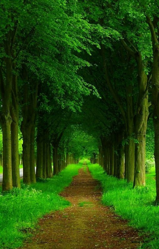 Красивые леса