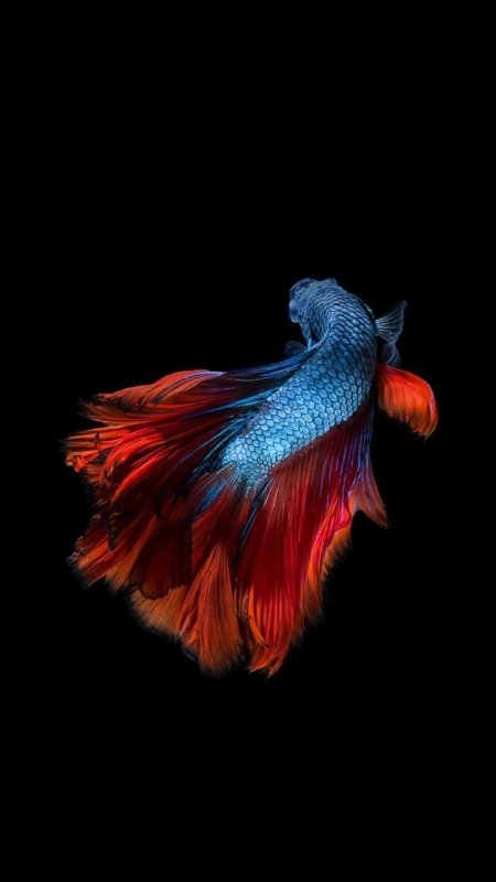 Золотая рыбка на черном фоне
