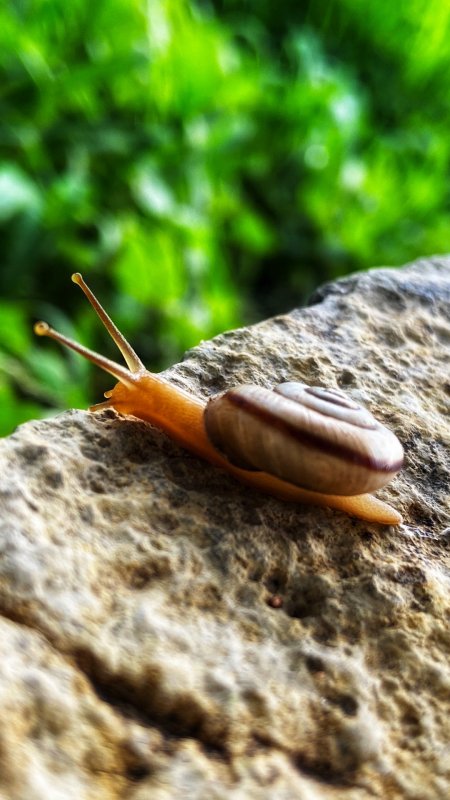 Заставки на телефон улитки