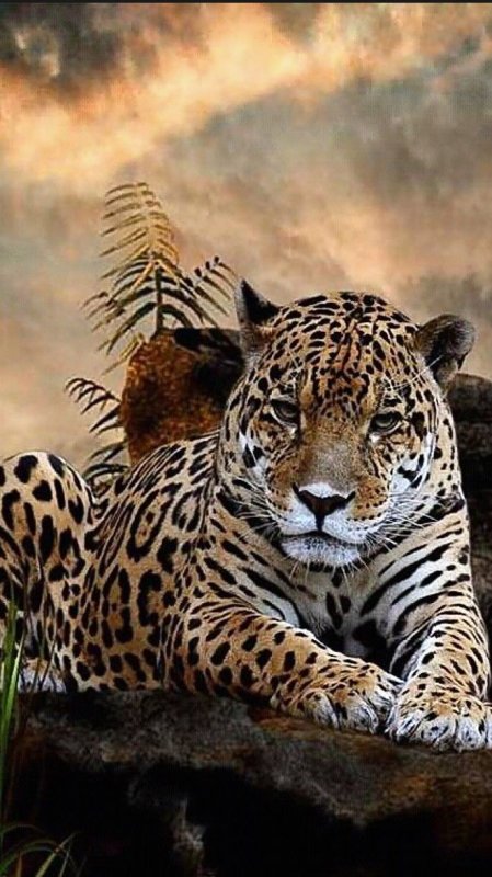 Ягуар и тигр