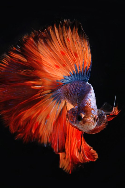 Петушок вуалехвост