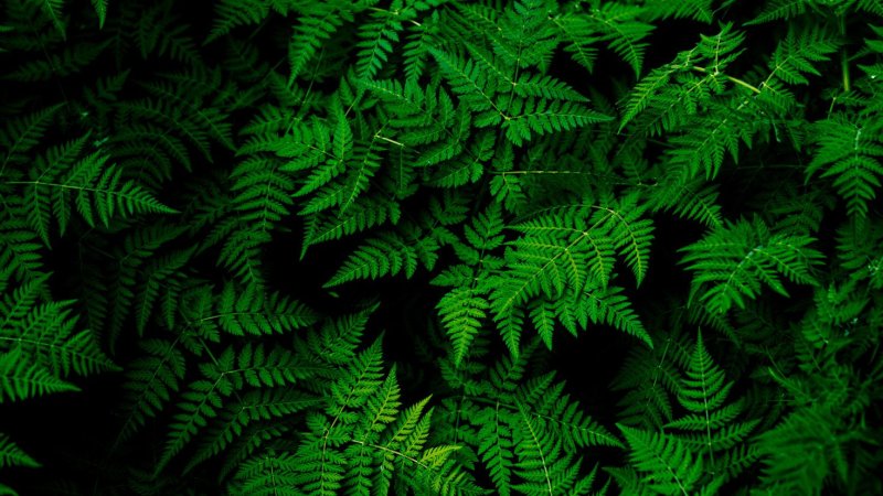 Aesthetic изумрудный папоротник