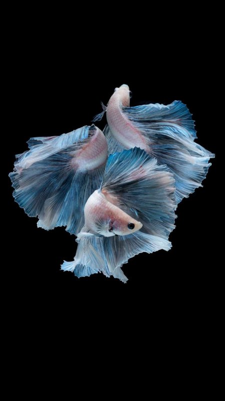 Заставки на айфон с рыбами