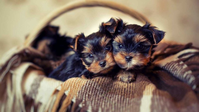 Йоркширский терьер