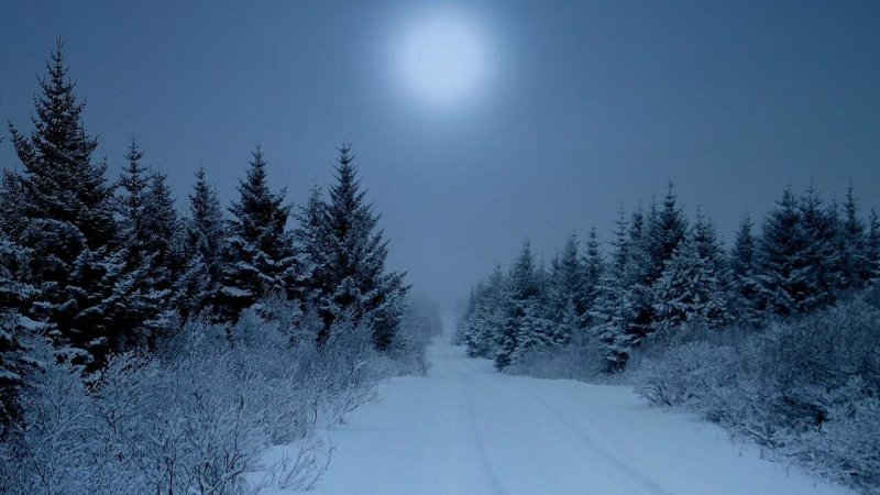 Ночной зимний лес