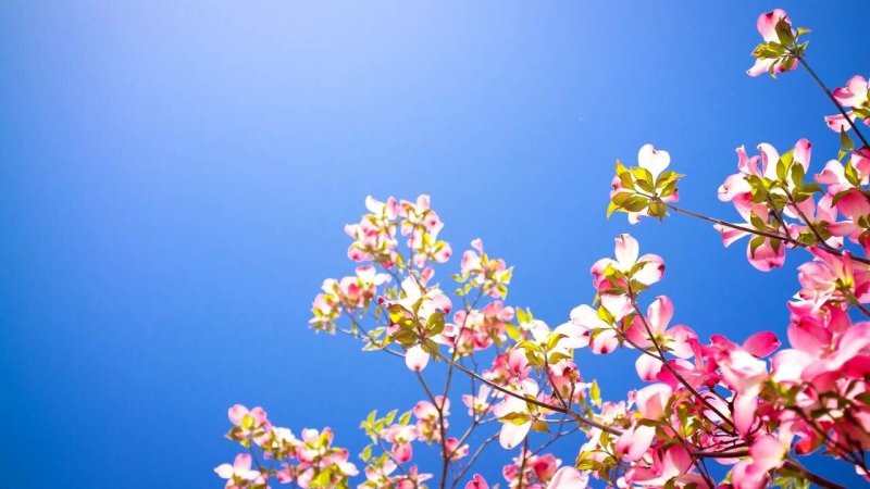 Весенняя заставка на компьютер