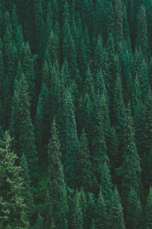 Темный хвойный лес