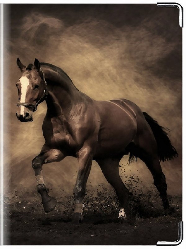 Обои лошади