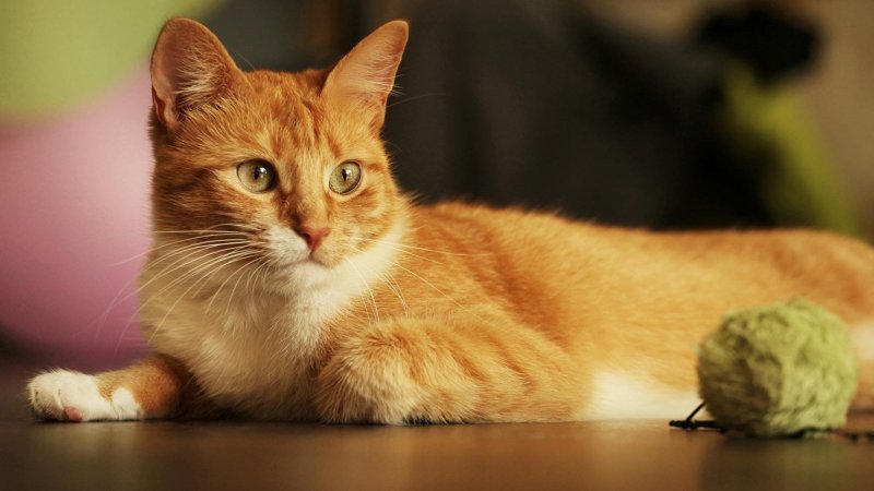 Сибирская кошка рыжая короткошерстная