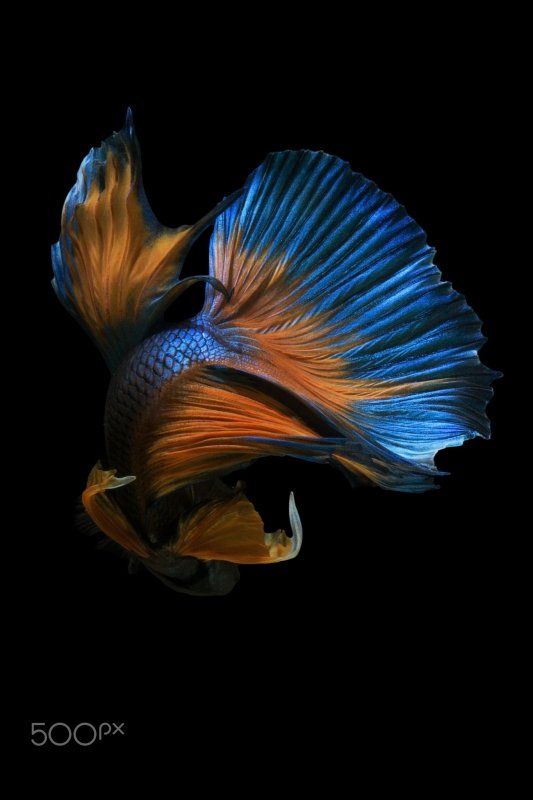 Экзотическая Золотая рыбка