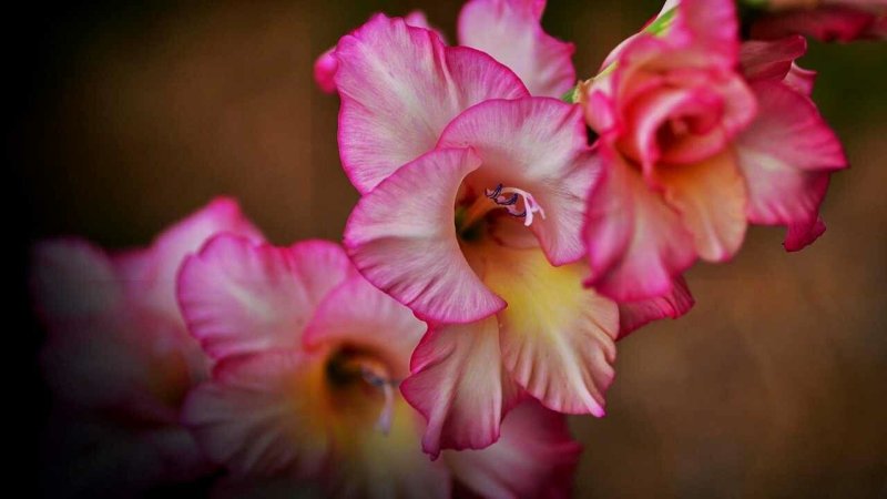 Гладиолус Эвидент