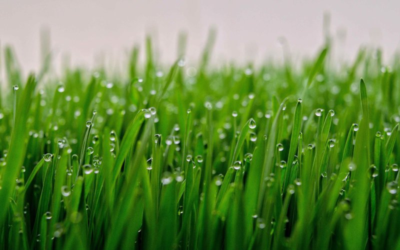 Роса на траве