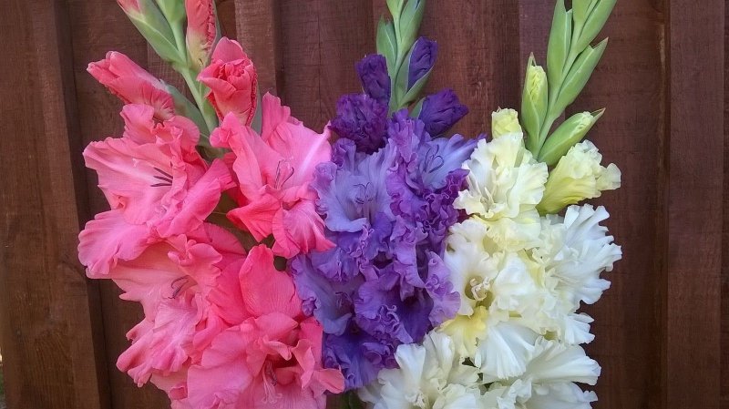 Гладиолус Sancerre